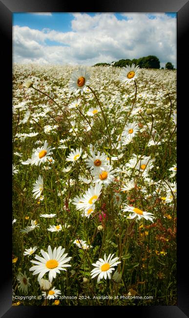 Sunlit Daisy Meadow in Cotswolds Framed Print by Simon Johnson
