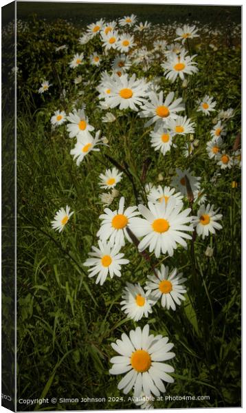 Vibrant Daisy Trail in Cotswolds, Gloucestershire Canvas Print by Simon Johnson