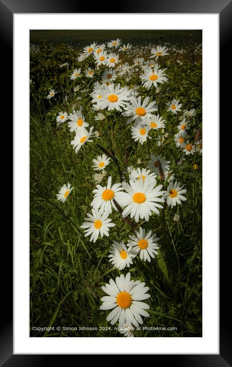 Vibrant Daisy Trail in Cotswolds, Gloucestershire Framed Mounted Print by Simon Johnson
