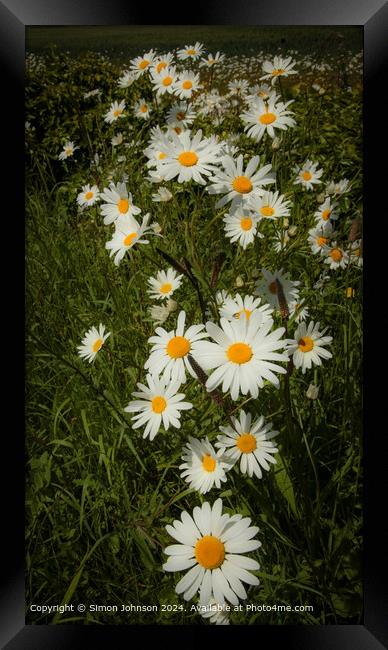 Vibrant Daisy Trail in Cotswolds, Gloucestershire Framed Print by Simon Johnson