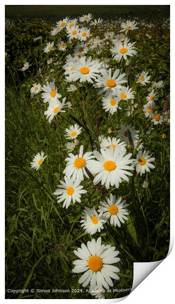 Vibrant Daisy Trail in Cotswolds, Gloucestershire Print by Simon Johnson