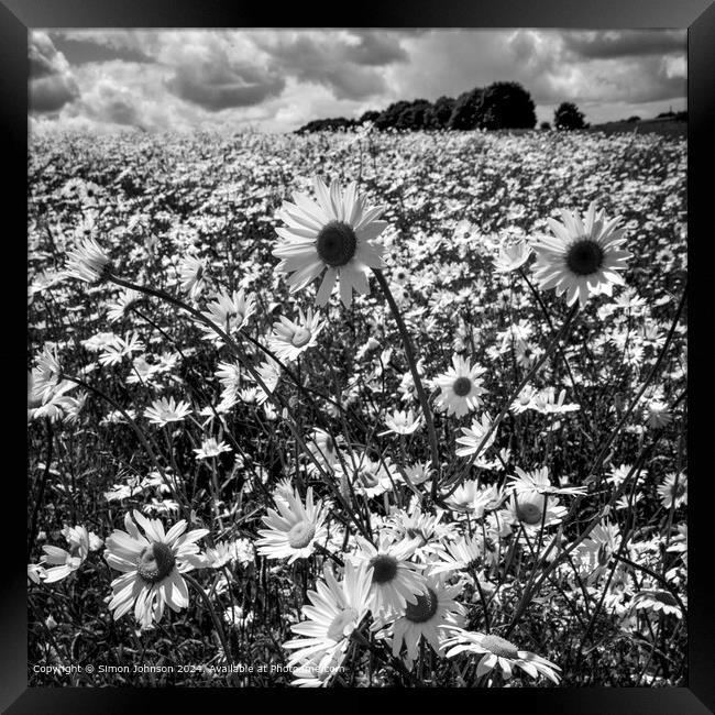 Sunlit Daisy Meadow Landscape Framed Print by Simon Johnson