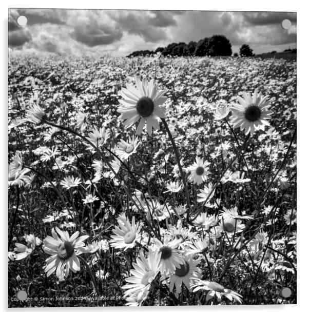 Sunlit Daisy Meadow Landscape Acrylic by Simon Johnson