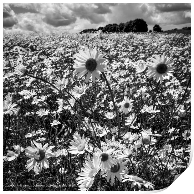 Sunlit Daisy Meadow Landscape Print by Simon Johnson
