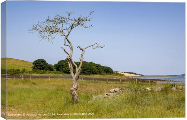 Windswept Hawthorn Tree Landscape in Killyleagh, County Down Canvas Print by Michael Harper