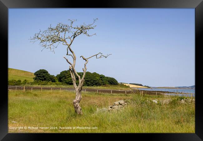 Windswept Hawthorn Tree Landscape in Killyleagh, County Down Framed Print by Michael Harper