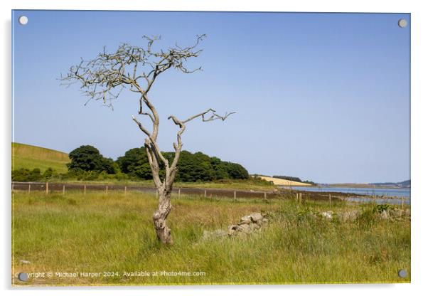 Windswept Hawthorn Tree Landscape in Killyleagh, County Down Acrylic by Michael Harper