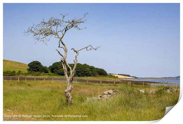 Windswept Hawthorn Tree Landscape in Killyleagh, County Down Print by Michael Harper