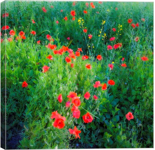 Vibrant Red Poppy Flora Canvas Print by Derek Daniel