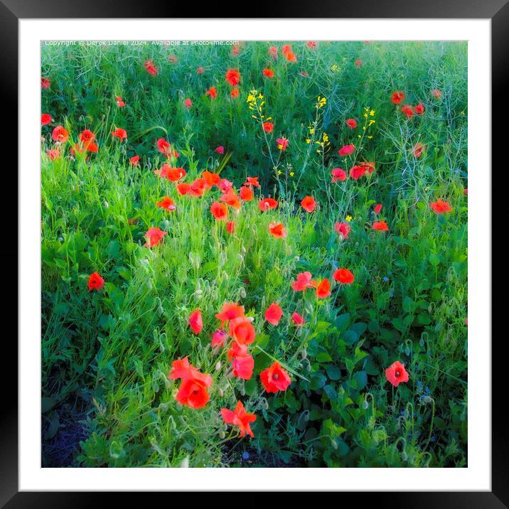 Vibrant Red Poppy Flora Framed Mounted Print by Derek Daniel