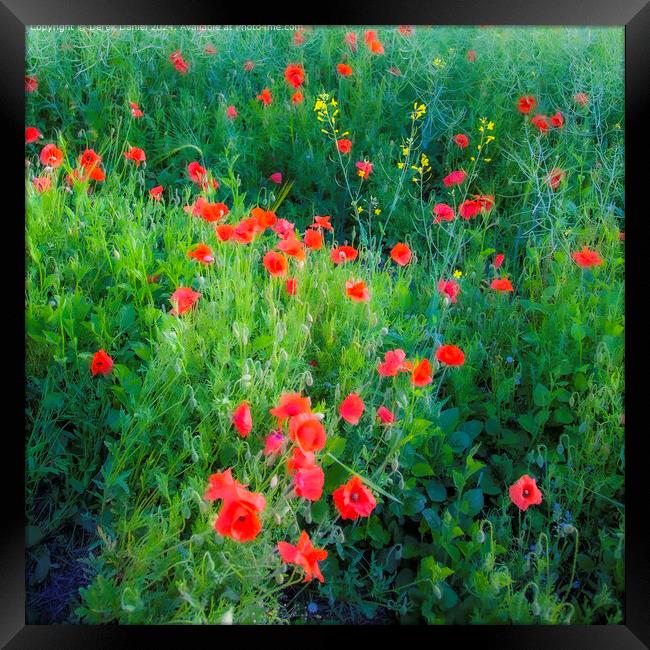 Vibrant Red Poppy Flora Framed Print by Derek Daniel