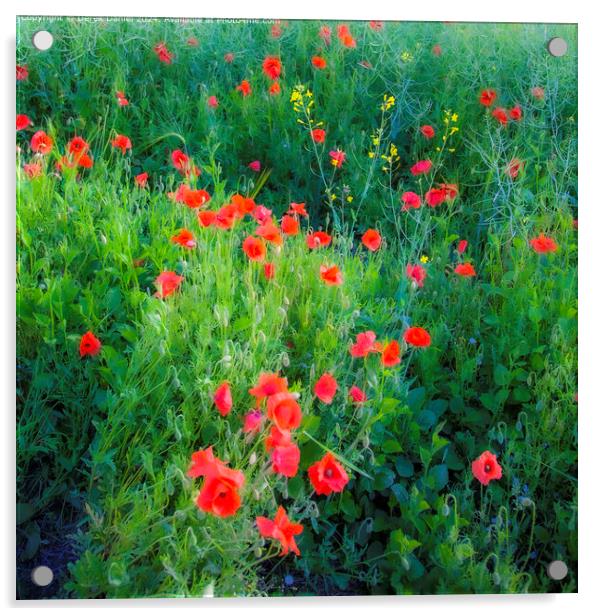 Vibrant Red Poppy Flora Acrylic by Derek Daniel