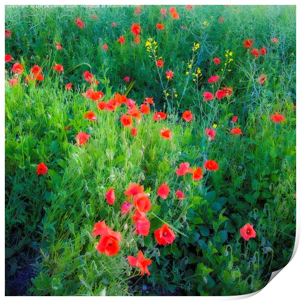 Vibrant Red Poppy Flora Print by Derek Daniel