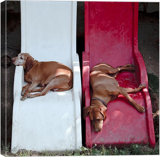 dogs on loungers Canvas Print by david harding
