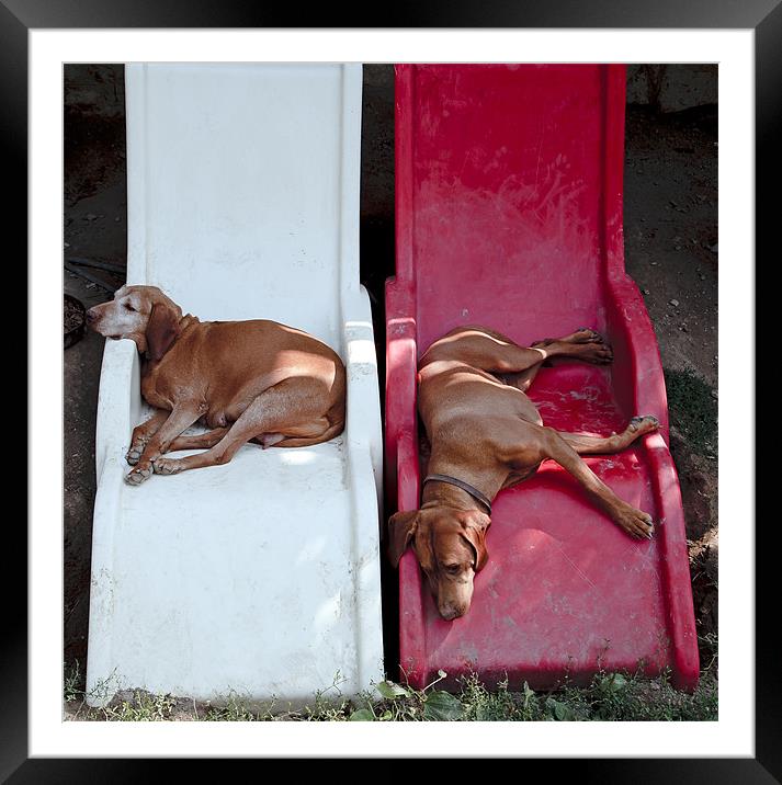 dogs on loungers Framed Mounted Print by david harding