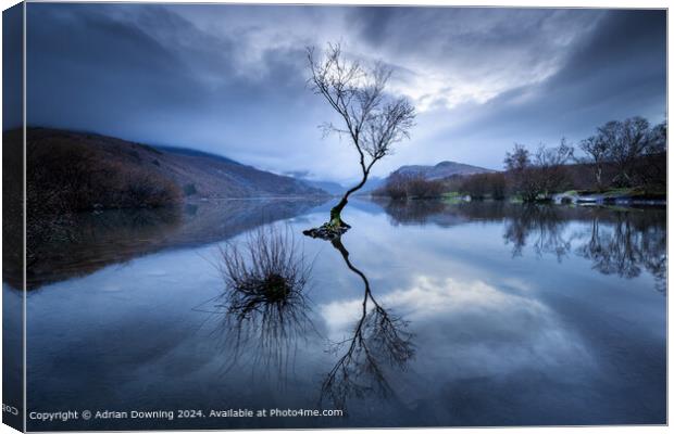lone tree in a lake of tranquillity Canvas Print by Adrian Downing