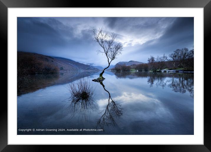 lone tree in a lake of tranquillity Framed Mounted Print by Adrian Downing