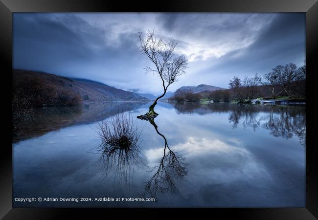 lone tree in a lake of tranquillity Framed Print by Adrian Downing