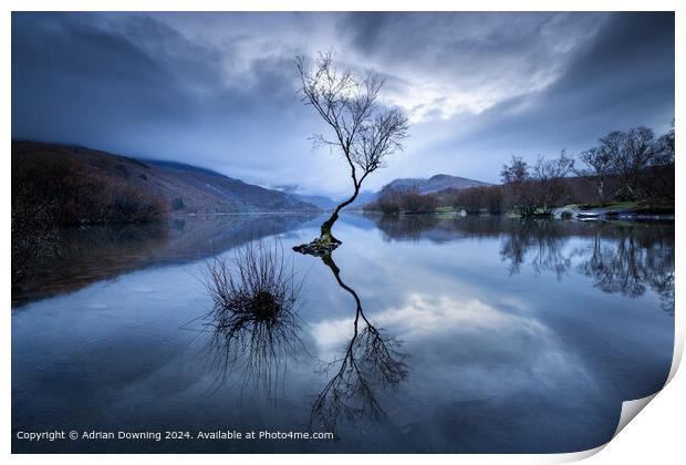 lone tree in a lake of tranquillity Print by Adrian Downing