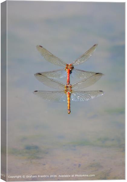 Symmetrical Common Darter Dragonflies Canvas Print by Graham Prentice