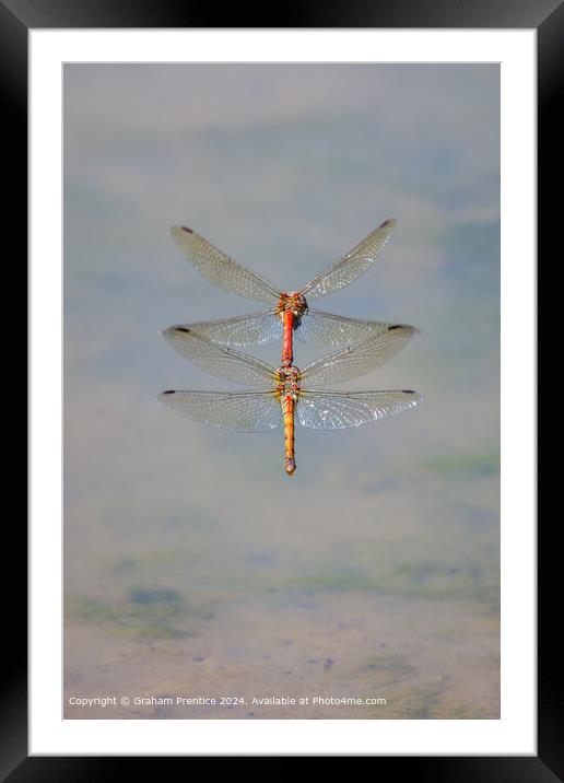 Symmetrical Common Darter Dragonflies Framed Mounted Print by Graham Prentice