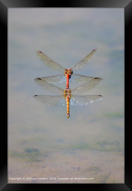 Symmetrical Common Darter Dragonflies Framed Print by Graham Prentice