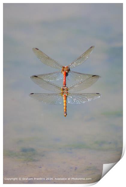 Symmetrical Common Darter Dragonflies Print by Graham Prentice