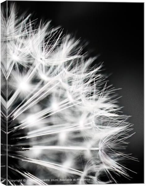 Dandelion Seed Head Abstract Canvas Print by Stephen Jenkins