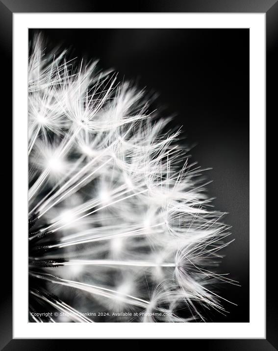 Dandelion Seed Head Abstract Framed Mounted Print by Stephen Jenkins
