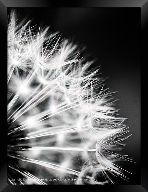 Dandelion Seed Head Abstract Framed Print by Stephen Jenkins