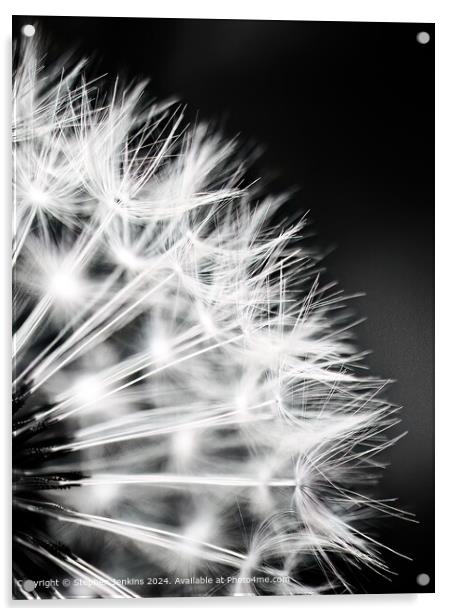 Dandelion Seed Head Abstract Acrylic by Stephen Jenkins