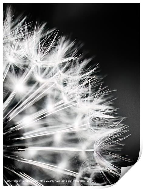 Dandelion Seed Head Abstract Print by Stephen Jenkins
