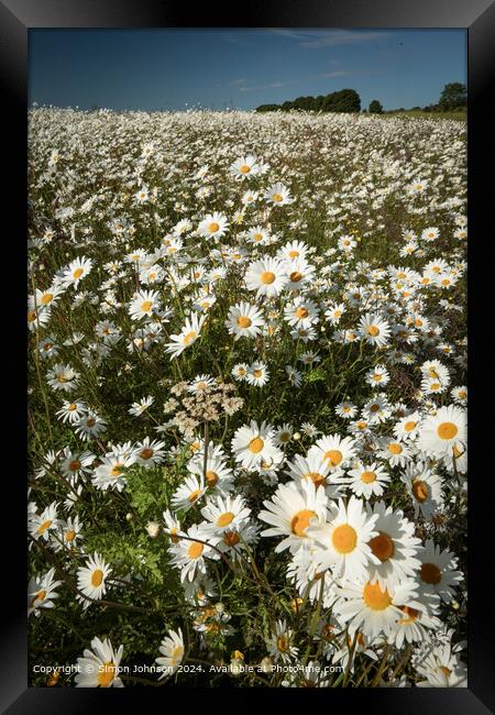 Suinlit Daisies Cotswolds Landscape Framed Print by Simon Johnson