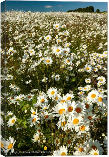 Suinlit Daisies, Cotswolds, Gloucestershire Canvas Print by Simon Johnson