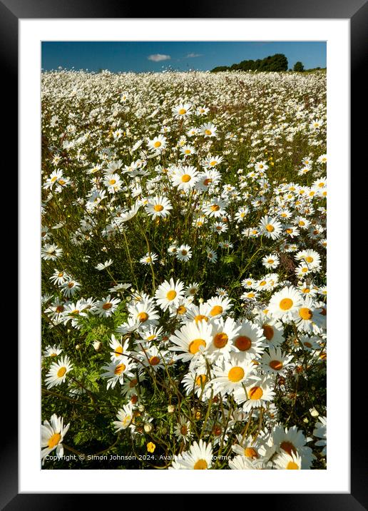 Suinlit Daisies, Cotswolds, Gloucestershire Framed Mounted Print by Simon Johnson