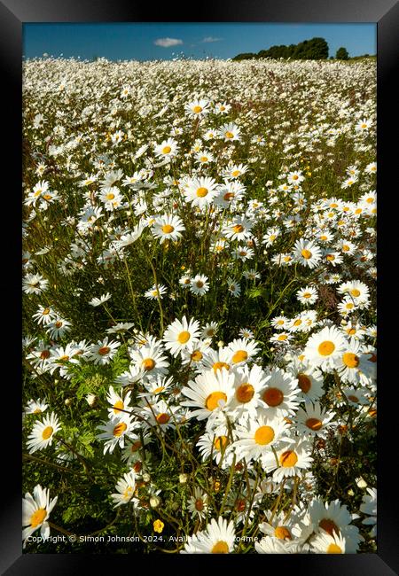 Suinlit Daisies, Cotswolds, Gloucestershire Framed Print by Simon Johnson