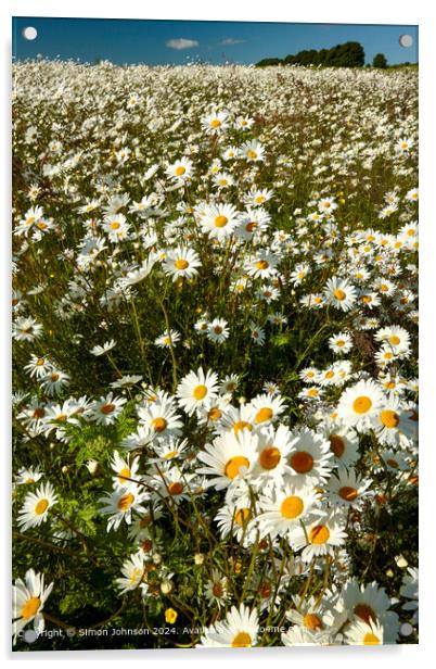 Suinlit Daisies, Cotswolds, Gloucestershire Acrylic by Simon Johnson