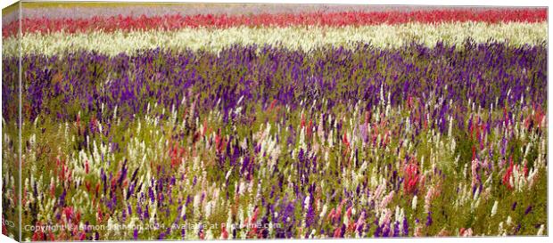 Sunlit Delphinium Flower Field Canvas Print by Simon Johnson