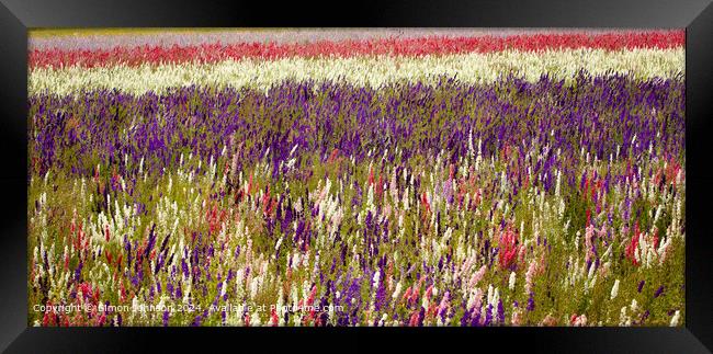 Sunlit Delphinium Flower Field Framed Print by Simon Johnson