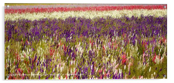 Sunlit Delphinium Flower Field Acrylic by Simon Johnson
