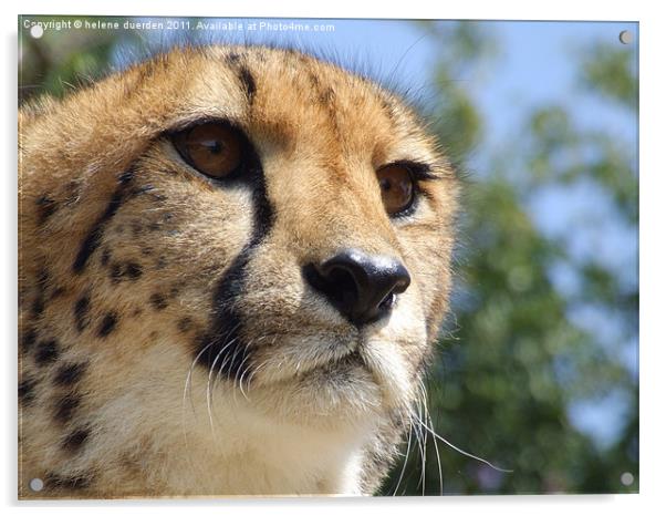 Cheetah Stare Acrylic by helene duerden