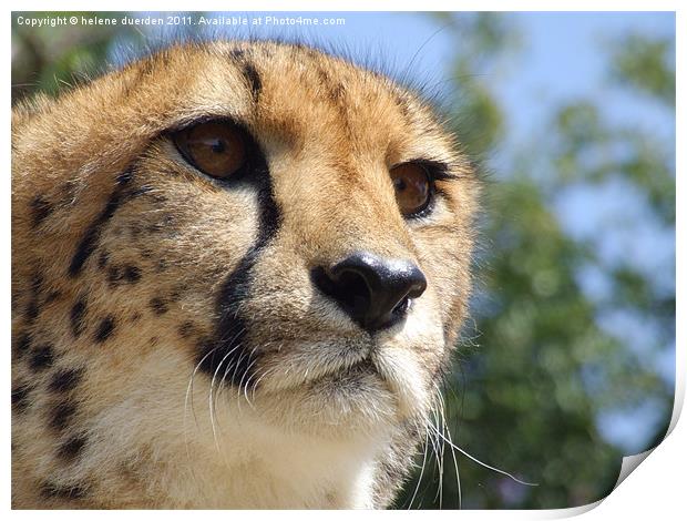 Cheetah Stare Print by helene duerden