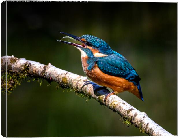 Kingfisher with her catch  Canvas Print by Neil McKenzie