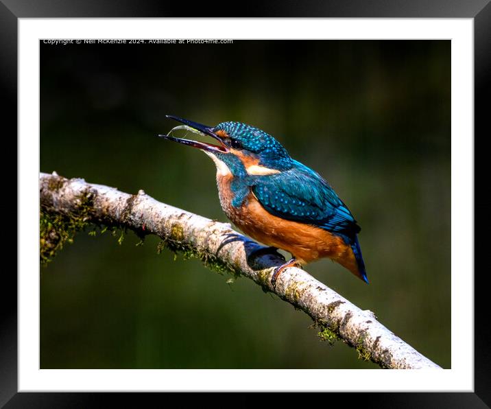Kingfisher with her catch  Framed Mounted Print by Neil McKenzie