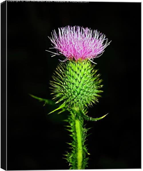 Flower of Scotland Canvas Print by Tom McPherson