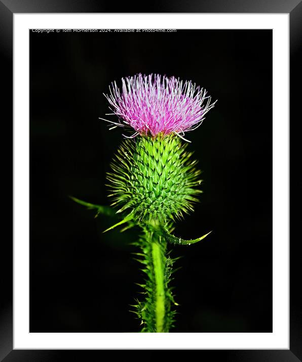 Flower of Scotland Framed Mounted Print by Tom McPherson