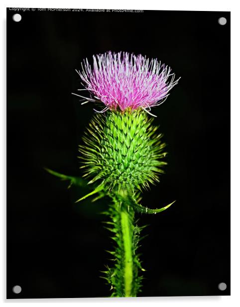 Flower of Scotland Acrylic by Tom McPherson