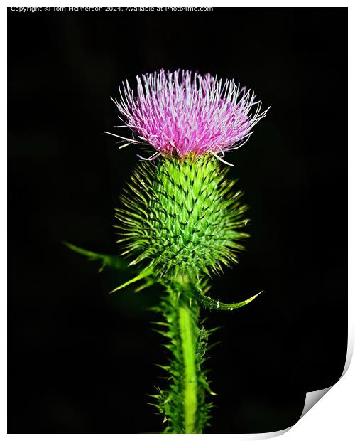 Flower of Scotland Print by Tom McPherson