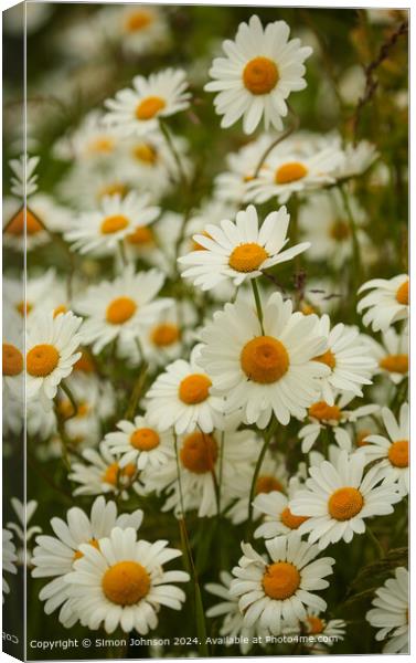 Cotswolds Daisy Field Landscape Canvas Print by Simon Johnson