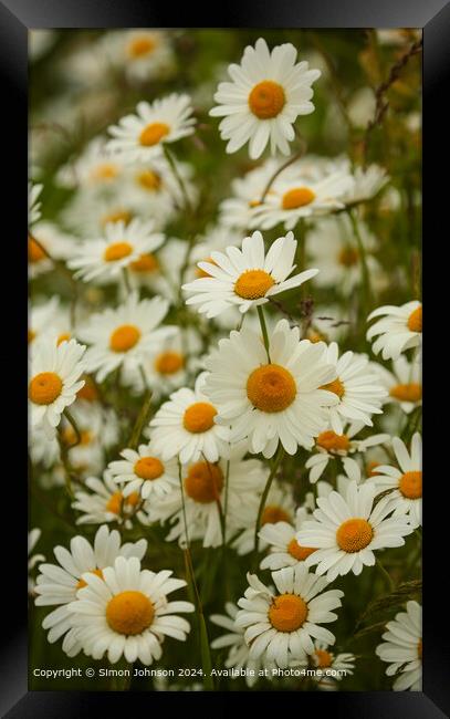 Cotswolds Daisy Field Landscape Framed Print by Simon Johnson